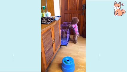 Cutest Puppies  Funny DOG Videos 