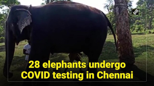 28 elephants undergo Covid-19 testing in Chennai