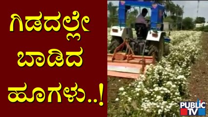 ಗದಗದಲ್ಲಿ ತಾನು ಬೆಳೆದ ಹೂವನ್ನು ತಾನೇ ನಾಶಪಡಿಸಿದ ಹೂವು ಬೆಳೆಗಾರ | Gadaga | Lockdown Effect