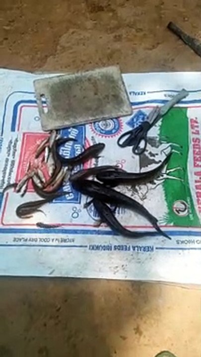 Best and tasty fish