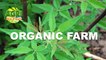 “ORGANIC FARM” Ep.61 AGRI Ako D’yan