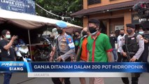 Polisi Bongkar Tanaman Ganja Hidroponik