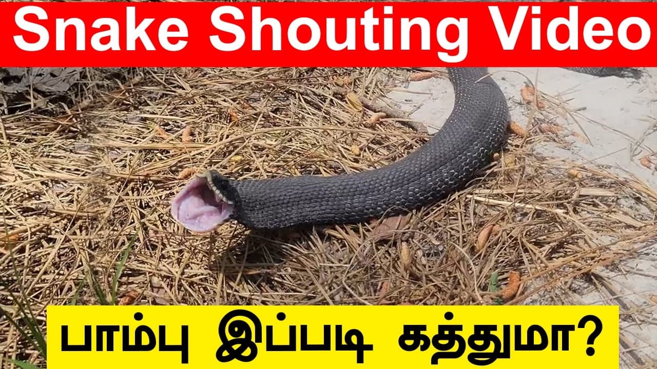 மனிதனைப் போல கத்தும் Snake Video பின்னணி | Telangana Snake Shouting Video | Oneindia Tamil