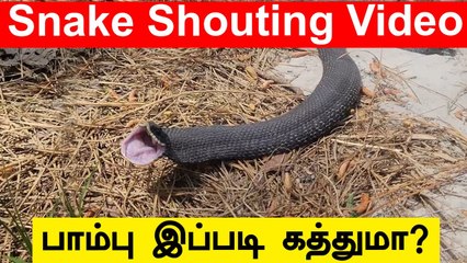 மனிதனைப் போல கத்தும் Snake Video பின்னணி | Telangana Snake Shouting Video | Oneindia Tamil
