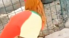 Videos graciosos chistosos de animales