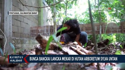 Bunga Bangkai Langka Mekar di Hutan Arboretum Sylva Untan Pontianak