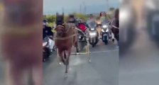 Camporotondo Etneo (CT) - Corse di cavalli clandestine in strada: video virali sui social (09.06.21)