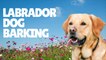 Labrador Dog Barking Sound Effect | Labrador Retriever Dog Barking | Dog Barking