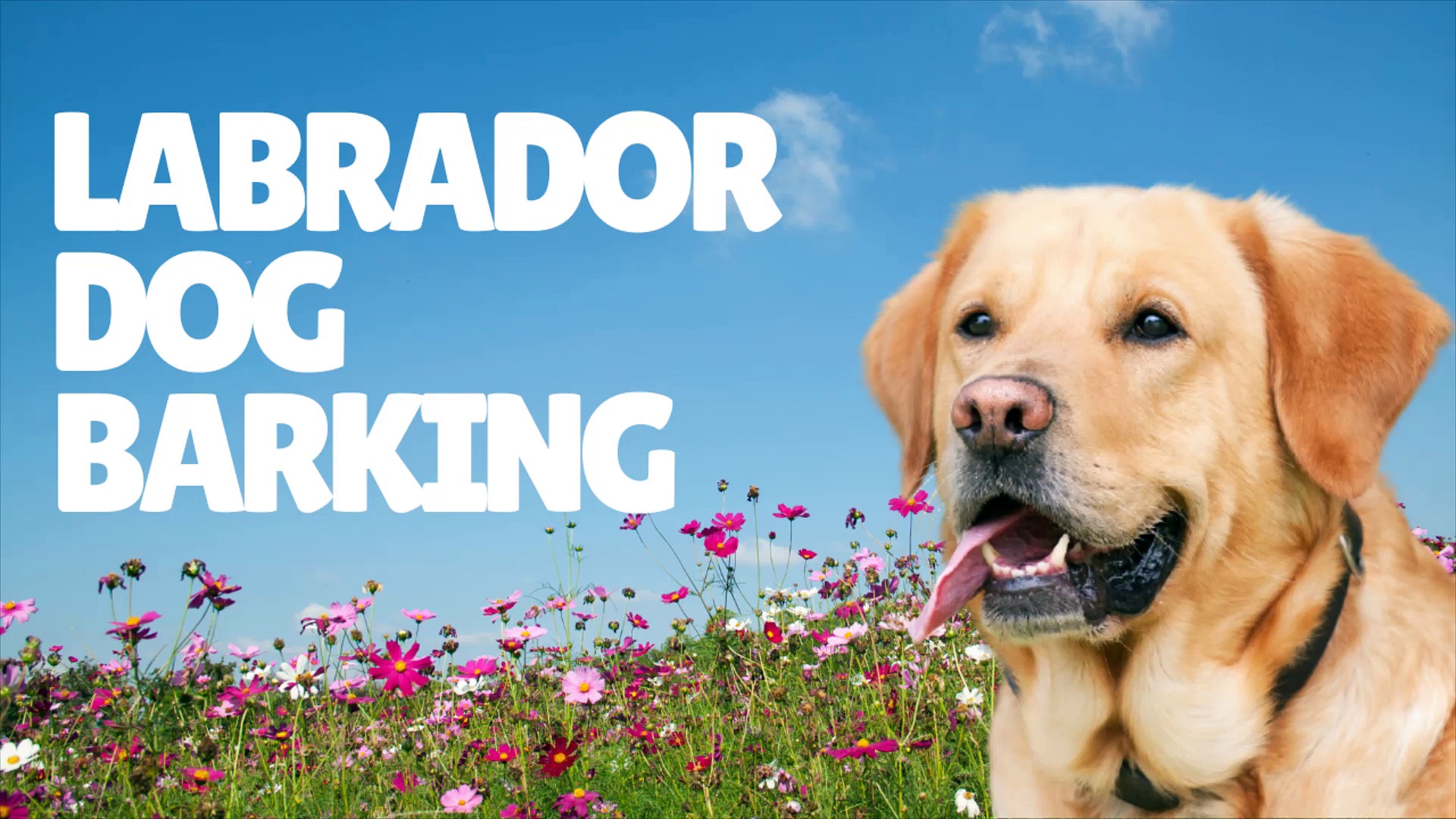 Labrador Dog Barking Sound Effect Labrador Retriever Dog