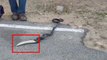 OMG :कोबरा ने बनाया दो मुंह के सेंड बोआ सांप को शिकार, देखिए Live
