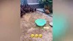 Funny And Cute Turtles Video Compilation | Pets House