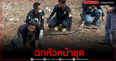 ระทึก..บุกลุยล่าจงอางฉกหัวหน้าชุดเจ็บ 1 ระดมต่อเนื่องจนจับได้ตัวหนึ่งยาวกว่า 4 เมตร  (มีคลิป)