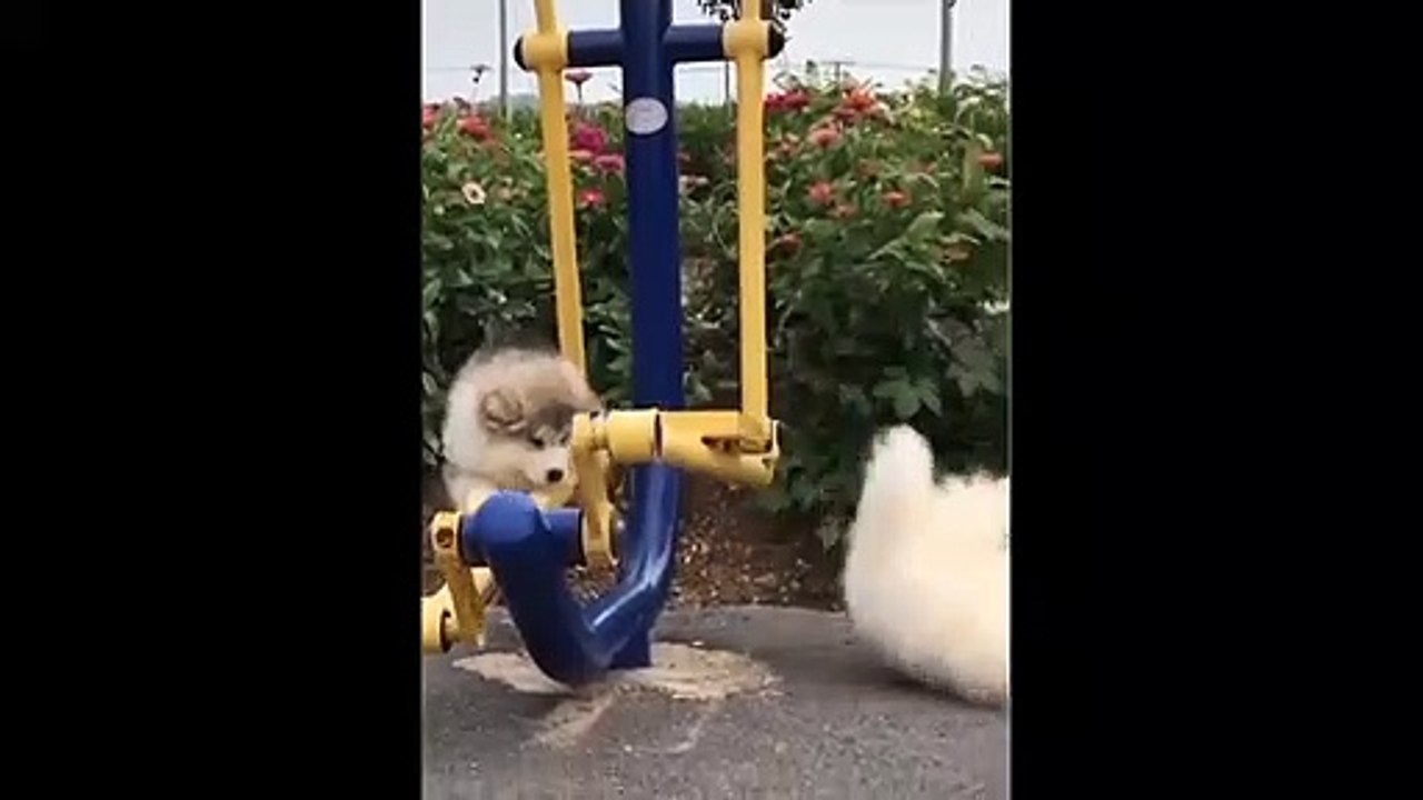 Cute And Funny Pets video compilation #05