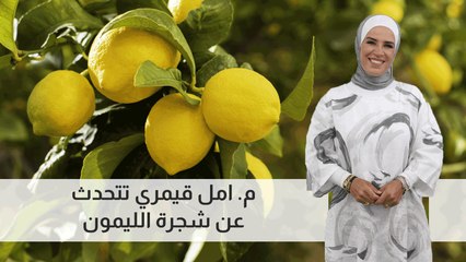 م. امل قيمري تتحدث عن شجرة الليمون