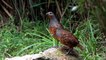 Grouse sings very well | L86