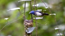 Black-naped blue flycatcher nest