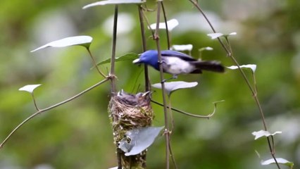Black-naped blue flycatcher nest