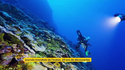Journée mondiale de l’océan : les fonds marins dévoilés par Emmanuelle et Ghislain Bardout