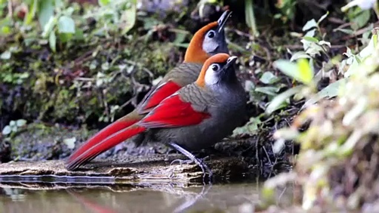 Beautiful bird bathing in stream