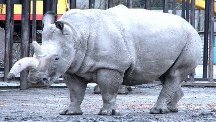 Badak Putih Utara Dinyatakan Punah