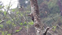 Woodpeckers pecking trees to make nest