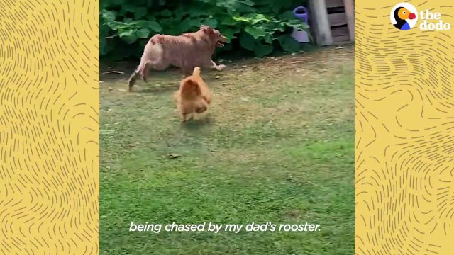 Rooster Loves Chasing This Big Dog _ The Dodo Odd Couples # ANIMAL LOVERS