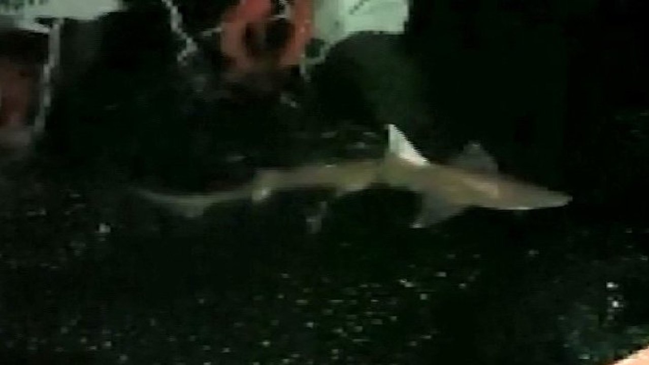 Bu görüntüler Haliç’te çekildi… Boyu tam 2 metre