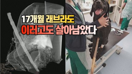 [#세상만사] 가슴에 긴 막대기 박히고도 살아난 애완견 / YTN