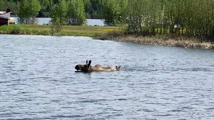 Momma Moose Swims Across Lake With Calf