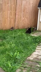 Family of Raccoons Befriend Lonely Puppy