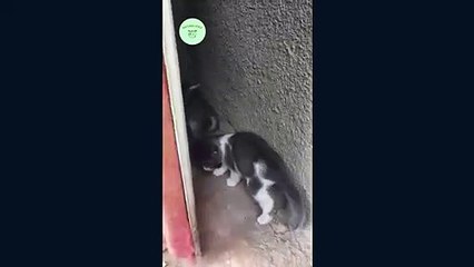  Playfull kitten  makes the heart melt like butter