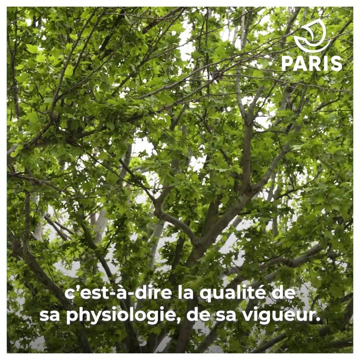 Arbres : l'abattage expliqué par Béatrice Rizzo