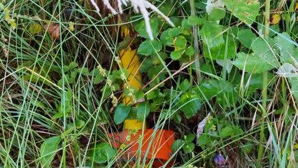 Architetto ucciso in casa dai ladri a Piossasco