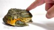 AFRICAN BULLFROG LOVES FINGER # HOW TO GIVE HEAD MASSAGE  TO BULLFROG # FEEDING # SPECIAL EDITION FOR ANIMAL LOVERS