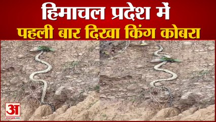 Himachal Pradesh में पहाड़ी पर चढ़ते हुए देखा गया किंग कोबरा | Viral Video | King Cobra |