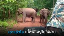 ห้ามผ่าน ! ช้างป่าตั้งด่านขวางถนน จนท. ขอผ่านไม่ยอม แถมเรียกพวกมากันทั้งโขลง