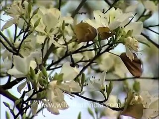 Edible flower buds of Kachnar tree!