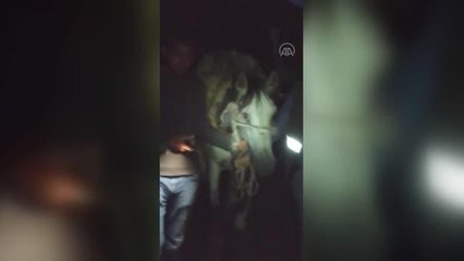 Arazide bitkin bulunan yaban keçisi at sırtında taşındı