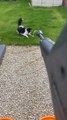 Cat Tries to Catch Water From  Jet Wash
