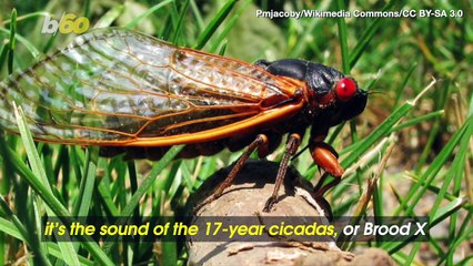 Chocolatier Dips Cicadas in Chocolate for a Once in 17-Years Treat