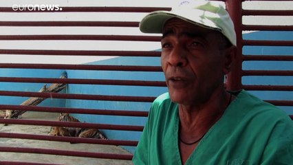 Nace en Cuba el primer tigre de Bengala blanco