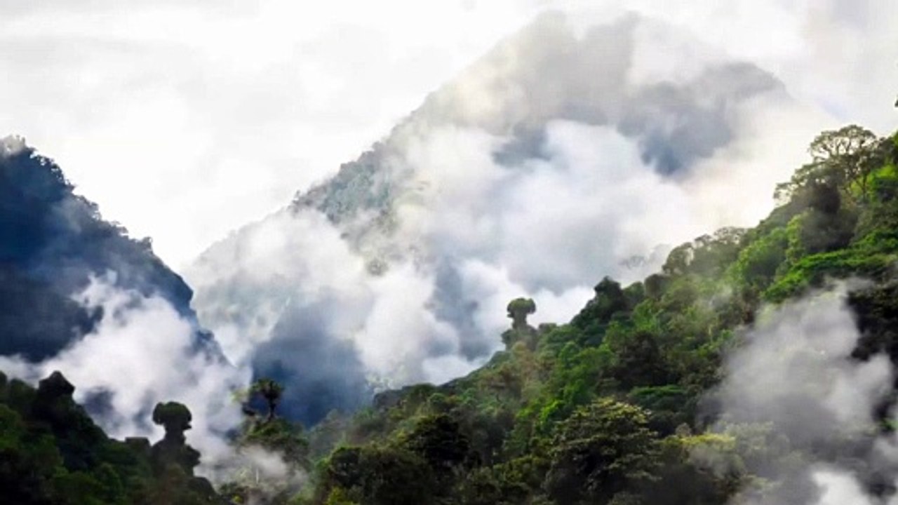 Underwater Animals - Ibis Nile Bird Create a swimming pool