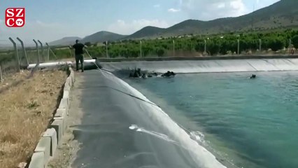 Ünlü domuz avcısı bu kez öldürmek yerine kurtarmaya çalıştı