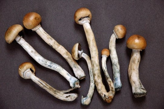 New Study Suggests Psilocybin May Be as Effective as Leading Antidepressants