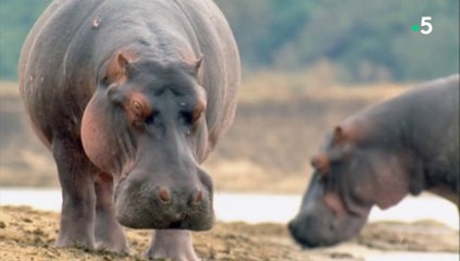24 heures dans la nature - Sur les rives du Nil
