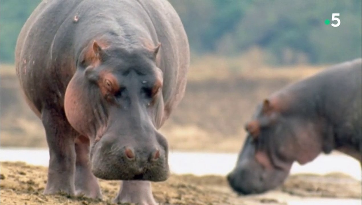 24 heures dans la nature - Sur les rives du Nil