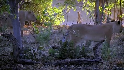 Império selvagem_ Caças fracassadas e grandes fugas, Connect Video