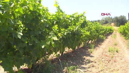 ERKEN HASAT MADDİ KAYIPLARA NEDEN OLUYOR