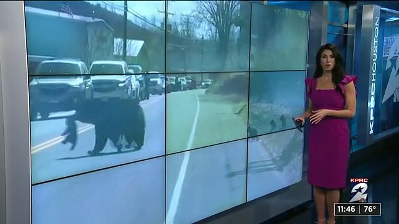 Human parents feel for mama bear trying to corral her cubs