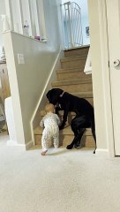 Protective Pup Keeps Kid From Climbing